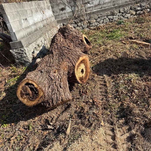 巨木　うろあり