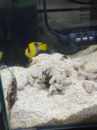 海水魚など水槽機材一式
