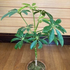 観葉植物　カポックと木製鉢の画像