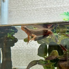 【里親募集】アカハライモリ1匹＋飼育セット＋人工飼料の画像