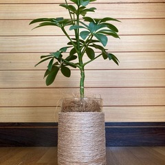 観葉植物　カポックとガラス製鉢カバーの画像