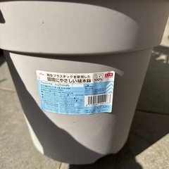 班入り クワズイモの画像