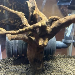 20キューブ水槽Setの画像