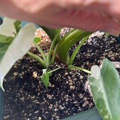 斑入り　クワズイモ②の画像