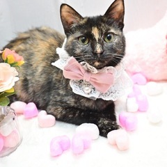 甘えん坊のサビ猫ちゃん♡