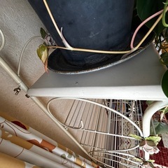 《お話中》無料/白い可愛いスチールラックの画像