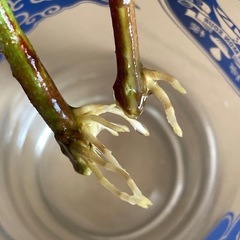 ブラックベリーの画像