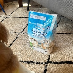 犬用マナーベルト(オス)SSS・Mの画像