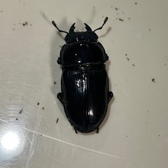 オオクワガタ　クーガ血統　46mmの画像