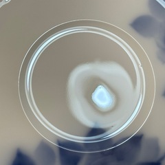 A8080【大倉陶園】手描き 技法シリーズ ブルーローズ カップ＆ソーサーの画像