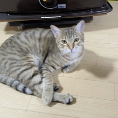 抱っこもできるりんくん