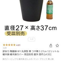 観葉植物　エバーフレッシュ　黒鉢込み　140cmくらい　S字曲げ仕立ての画像