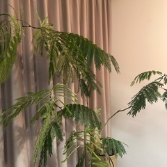 観葉植物エバーフレッシュ の画像