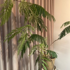 観葉植物エバーフレッシュ の画像