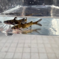 魚（ナマズ）の画像