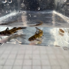 魚（ナマズ）の画像