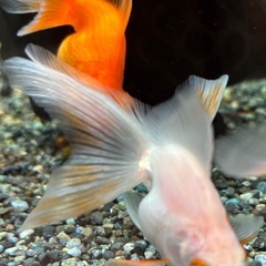 【Mix金-２】アイシャドー金魚１匹の画像