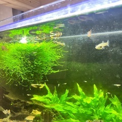 小さい魚の画像