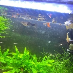 小さい魚の画像