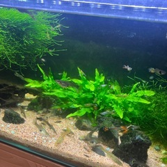 小さい魚の画像