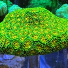 トゲルリサンゴ　美個体の画像