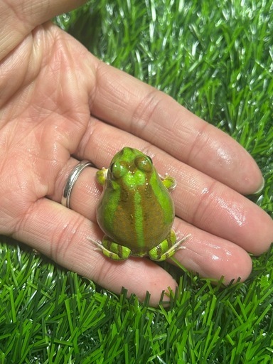 チャコガエル　パターンレス