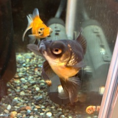 【Mix金-３】イカメメさん（大サイズ）の画像