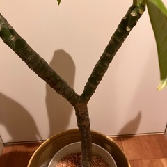 ✨プルメリア   約73センチ　苗　植物の画像