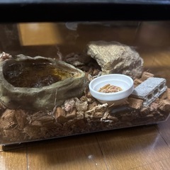 イスラエルゴールデンスコーピオン　生体
の画像