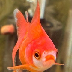 【Mix金-８】ザ！金魚の画像