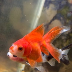 【Mix金-８】ザ！金魚の画像