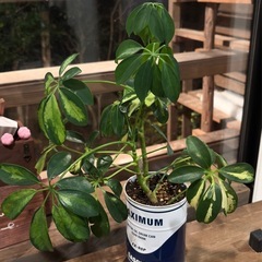 斑入り シェフレラ・トリネッティ 缶鉢
の画像