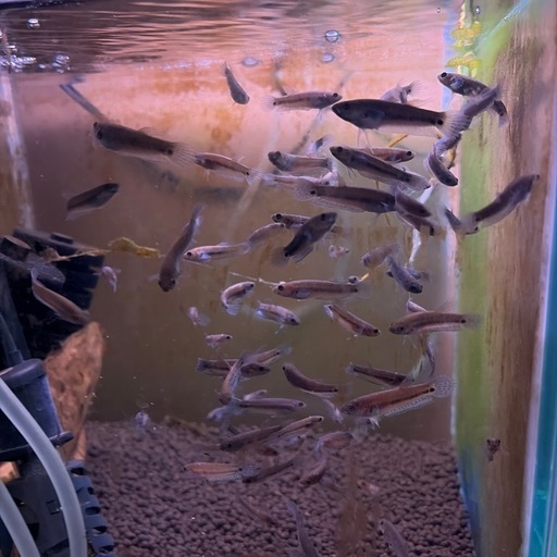 ワイルドベタ　ユニマクラータ　稚魚　5匹
セット