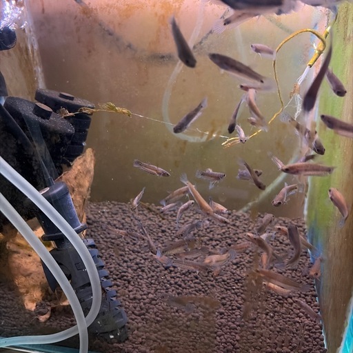 ワイルドベタ　ユニマクラータ　稚魚　5匹
セット