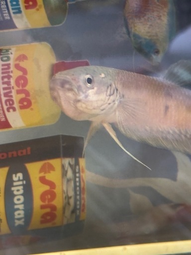 ワイルドベタ　ユニマクラータ　稚魚　5匹
セット