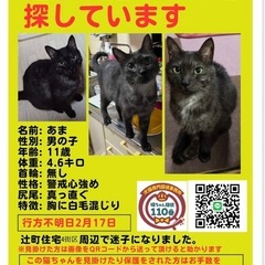 迷い猫　名古屋市北区