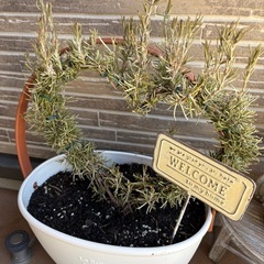 ローズマリー　置物　ガーデニング　アンティークの画像