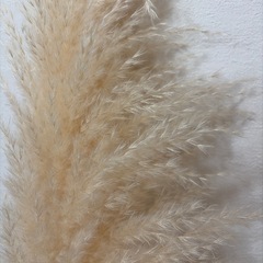 パンパスグラス　　全長約100cmの画像