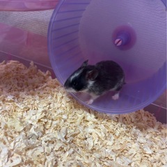 カラーハムスター 女の子