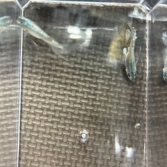 メダカ　　ペガサスの卵　10粒の画像