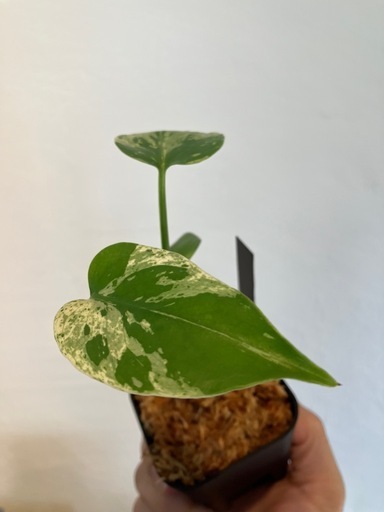 モンステラべトシオーサ観葉植物