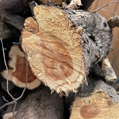 乾燥薪🪵の画像