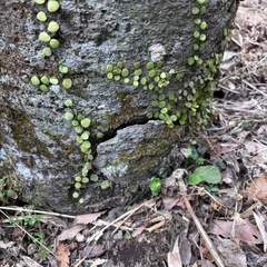 石臼 メダカ飼育やガーデニング等にの画像