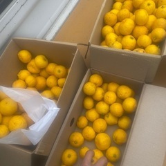 柚子 1キロ700円 無農薬 の画像