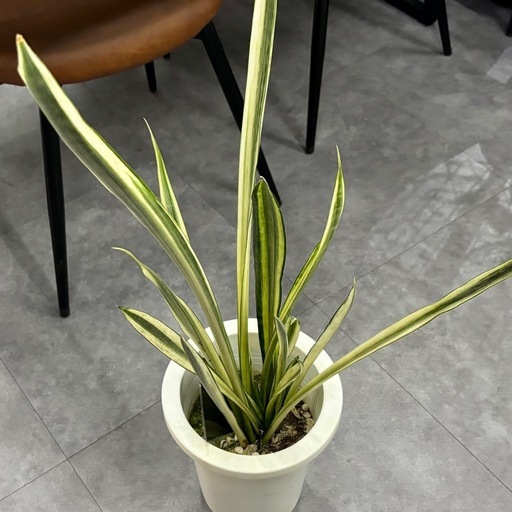 サンスベリア バンデルズセンセーション 観葉植物