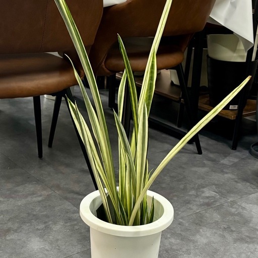 サンスベリア バンデルズセンセーション 観葉植物