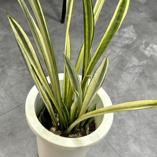 サンスベリア バンデルズセンセーション 観葉植物