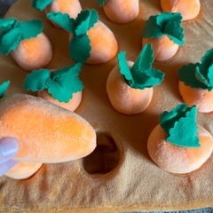 (決まりました)にんじん収穫の画像