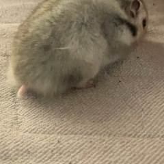 ゴルハムグレー中断