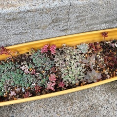多肉植物セットの画像